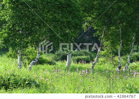 Yanagiran flowers and birch trees 42864767