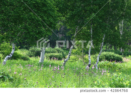 Yanagiran flowers and birch trees 42864768