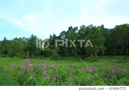 Yanagiran花 42864772