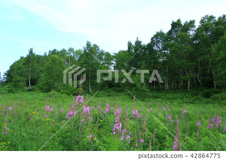 Yanagiran花 Yanagiran花 42864775