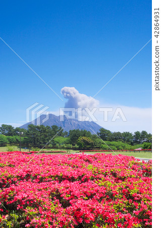 杜鵑花和櫻島的吉野公園 照片素材 圖片 圖庫