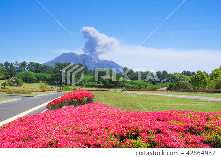 杜鵑花和櫻島的吉野公園 照片素材 圖片 圖庫