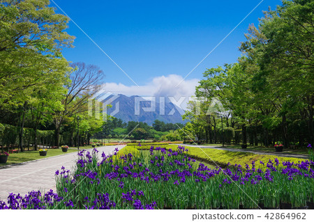 有虹膜開花和sakurajima的吉野公園 照片素材 圖片 圖庫