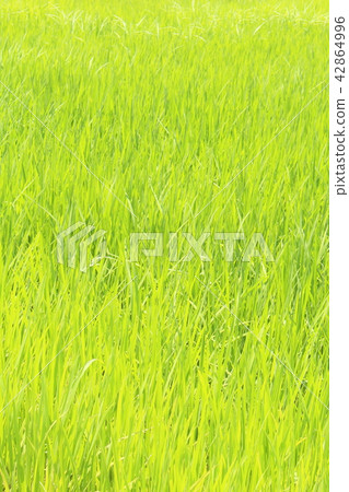 Paddy field 42864996