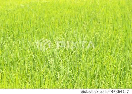Paddy field 42864997