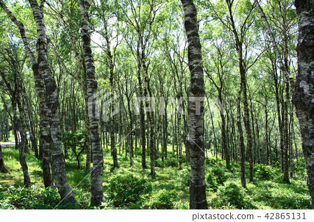 白樺樹 42865131