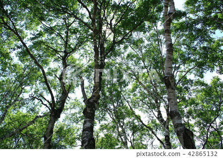 白樺樹 42865132