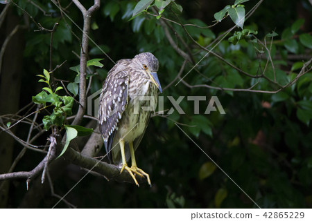The longhorn sticking to the tree branch (young bird of the goat) 42865229
