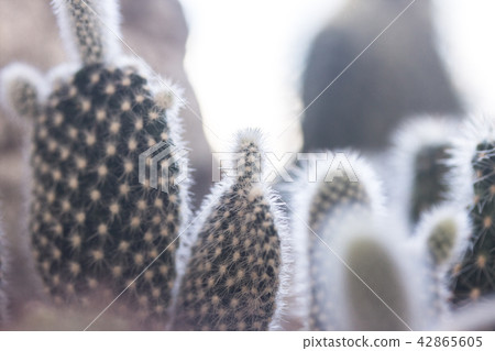 Cactus potted plant Cactus potted plant 42865605