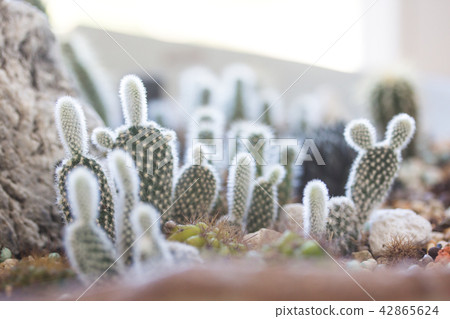 Cactus potted plant 42865624