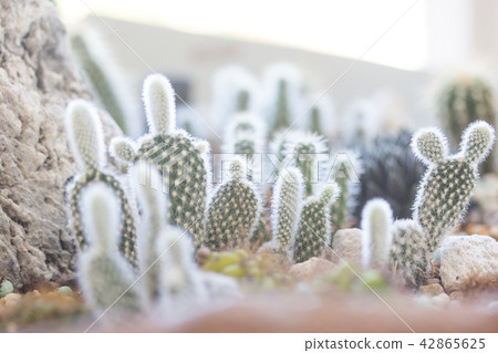 Cactus potted plant Cactus potted plant 42865625