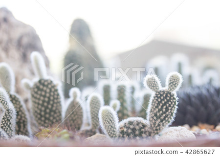 仙人掌盆栽 仙人掌盆栽 42865627