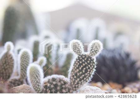 Cactus potted plant 42865628
