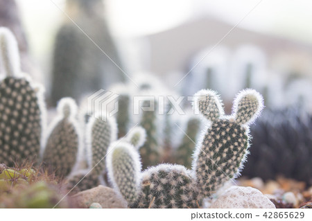 Cactus potted plant Cactus potted plant 42865629