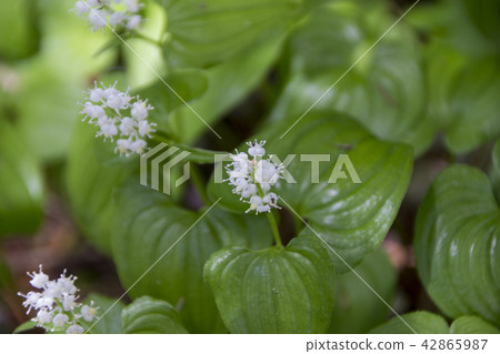 Kamikochi我的出生地花/長野縣松本市 42865987