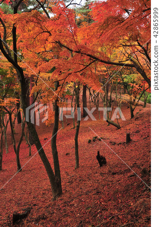 Autumn leaves of natural forest 42865999