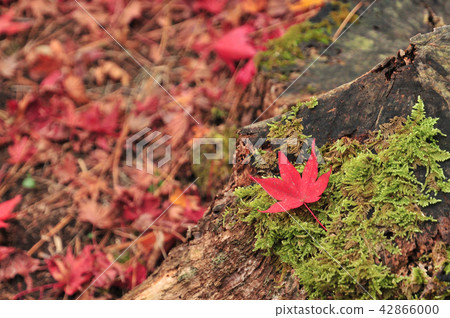 People People 42866000