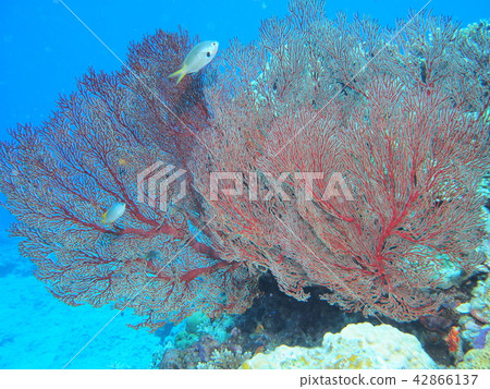 偉大的Isobana 偉大的Isobana 42866137