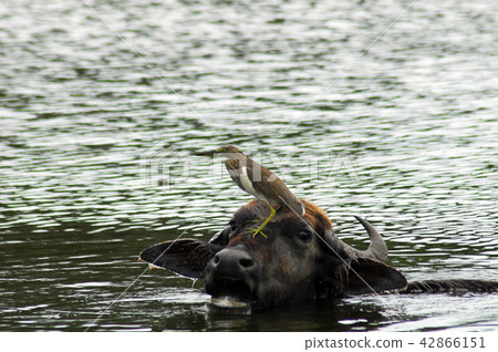 Wild water buffalo at Bundala Sri Lanka 42866151