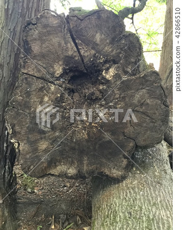 Killed stumps 42866510