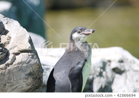 Penguin Penguin 42866694