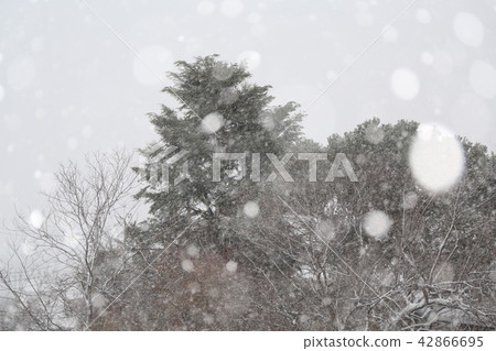 Snowstorm 42866695
