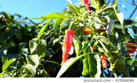 紅辣椒 紅辣椒 42866696