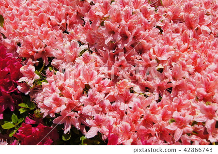 粉紅色的杜鵑花 42866743