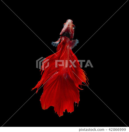 Fighting fish, red fish on a black background, col 42866999