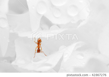 Red ant hanging upside down from a petal to drink Red ant hanging upside down from a petal to drink 42867276