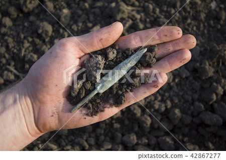 Skythian arrowhead in the hand of an archaeologist Skythian arrowhead in the hand of an archaeologist 42867277