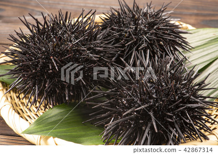Delicious sea urchin of Hokkaido Delicious sea urchin of Hokkaido 42867314