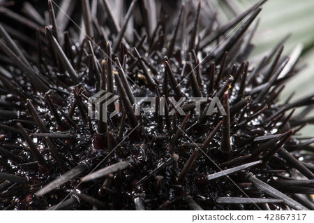 Delicious sea urchin of Hokkaido 42867317