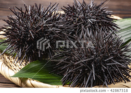 北海道的可口海膽 42867318