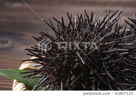 北海道的可口海膽 42867319