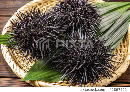 Delicious sea urchin of Hokkaido Delicious sea urchin of Hokkaido 42867321