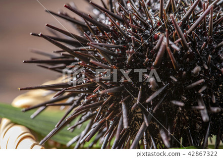 Delicious sea urchin of Hokkaido Delicious sea urchin of Hokkaido 42867322