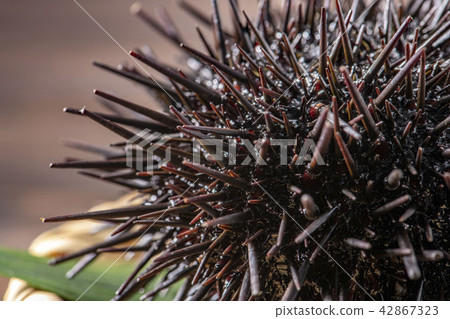 Delicious sea urchin of Hokkaido 42867323