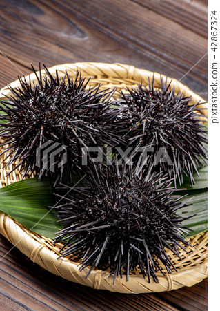 北海道的可口海膽 北海道的可口海膽 42867324