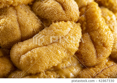 Delicious sea urchin of Hokkaido 42867330