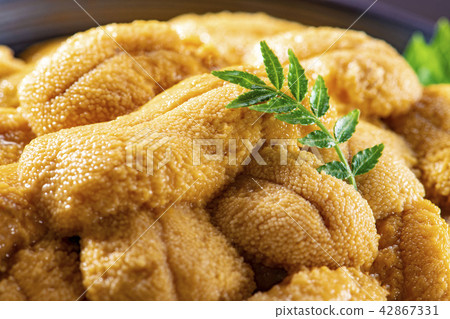 Delicious sea urchin of Hokkaido 42867331