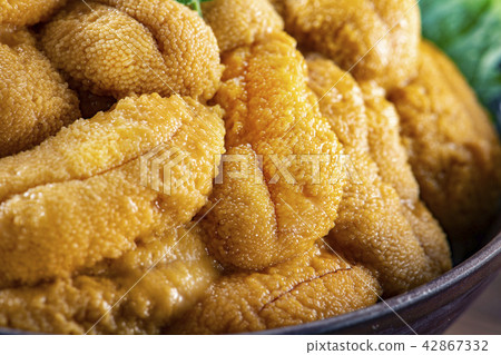Delicious sea urchin of Hokkaido 42867332