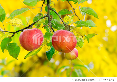 three apples on a brunch 42867525