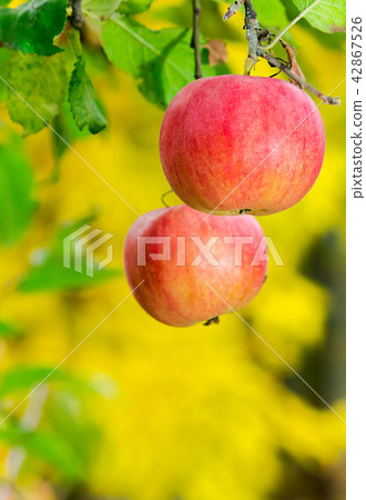 two ripe apples on a brunch 42867526