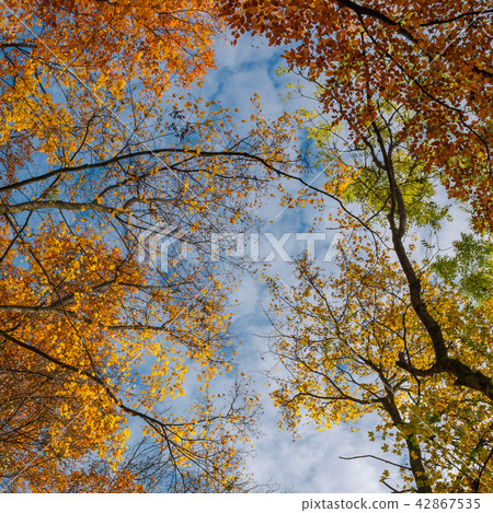 colorful foliage on a sky background 42867535