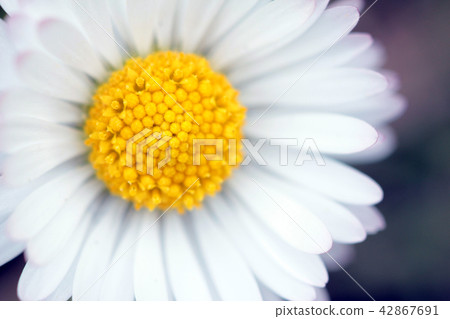 Beautiful white daisies in the garden 42867691