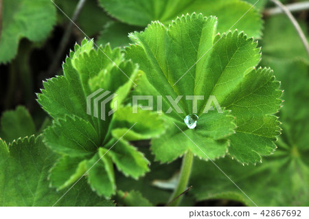 Garden plant with a water drop in the fan Garden plant with a water drop in the fan 42867692