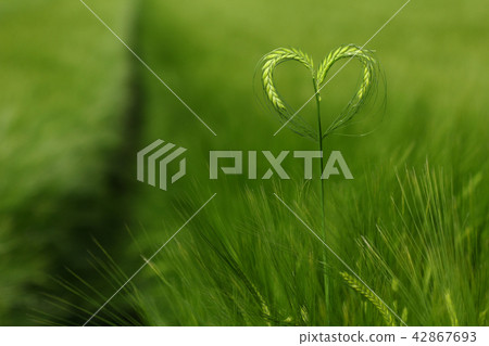 Ears of barley forming a heart in a green field 42867693