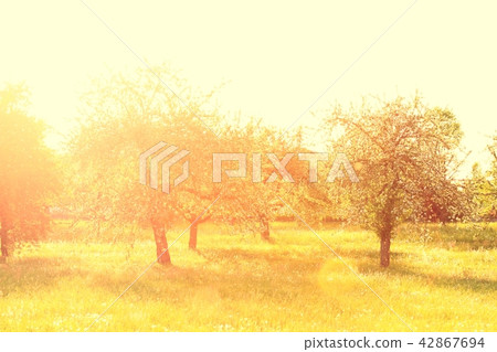 Old apple trees in golden light of the evening sun Old apple trees in golden light of the evening sun 42867694