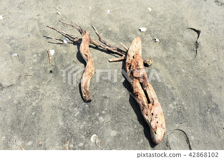 Driftwood of sandy beach Driftwood of sandy beach 42868102